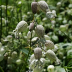 Engsmelle