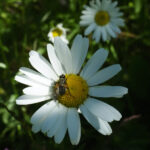 Flora og fauna