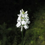 Flora