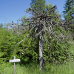 Paraplytreet